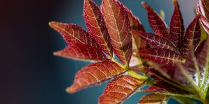 Plant health and biosecurity